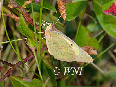 Pink-edged Sulphur (Colias interior)